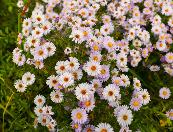 Flowers surround Hardman Design workshop.