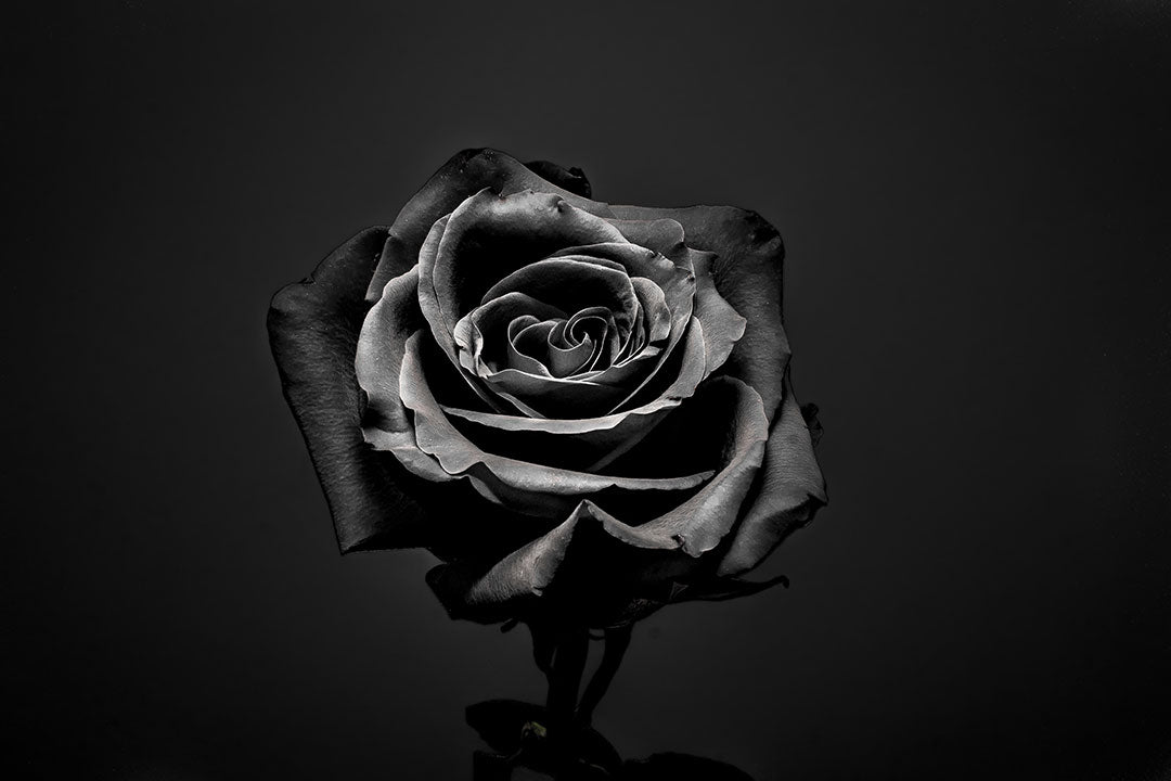 Black Roses Meaning | the current meaning of giving or receiving black roses–  Le Jardin Infini