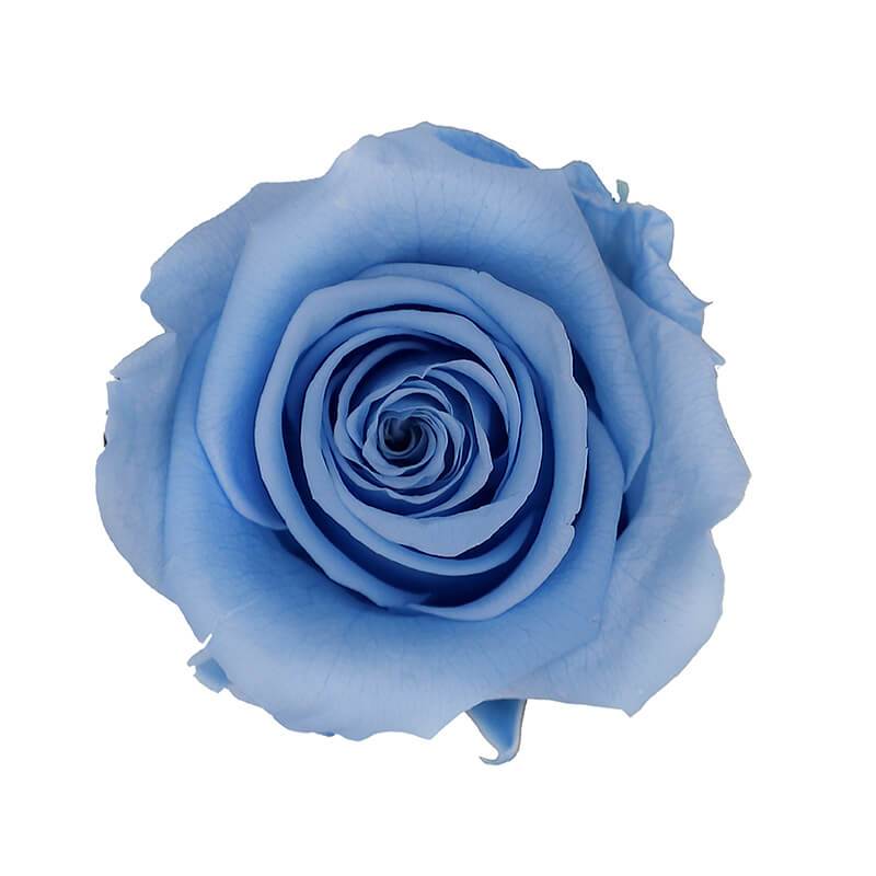 Light Blue Colour Flower | ubicaciondepersonas.cdmx.gob.mx