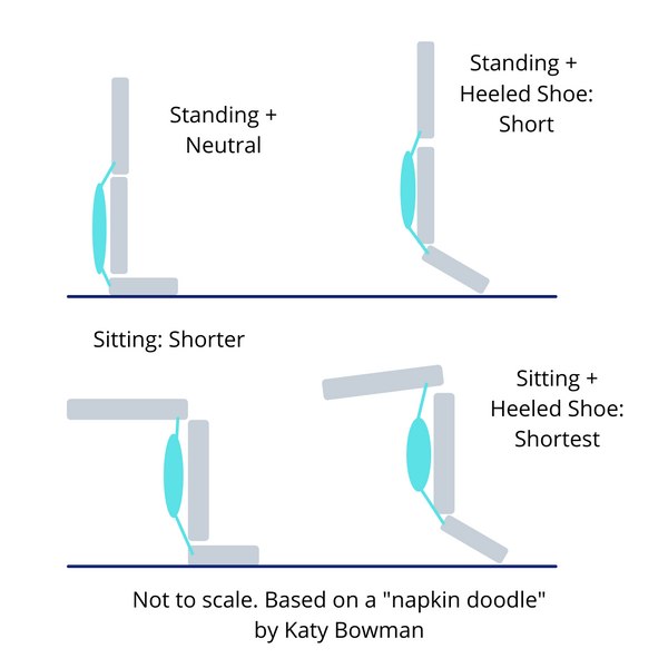 Calf length changes when sitting and wearing heels.