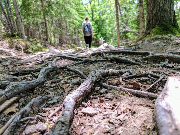 hiking path covered in tree roots