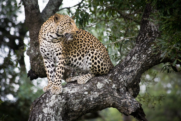 jaguar in a tree