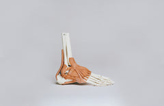 foot-structure-bones-tissues
