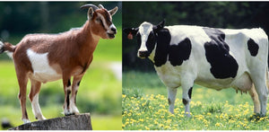 cow goat