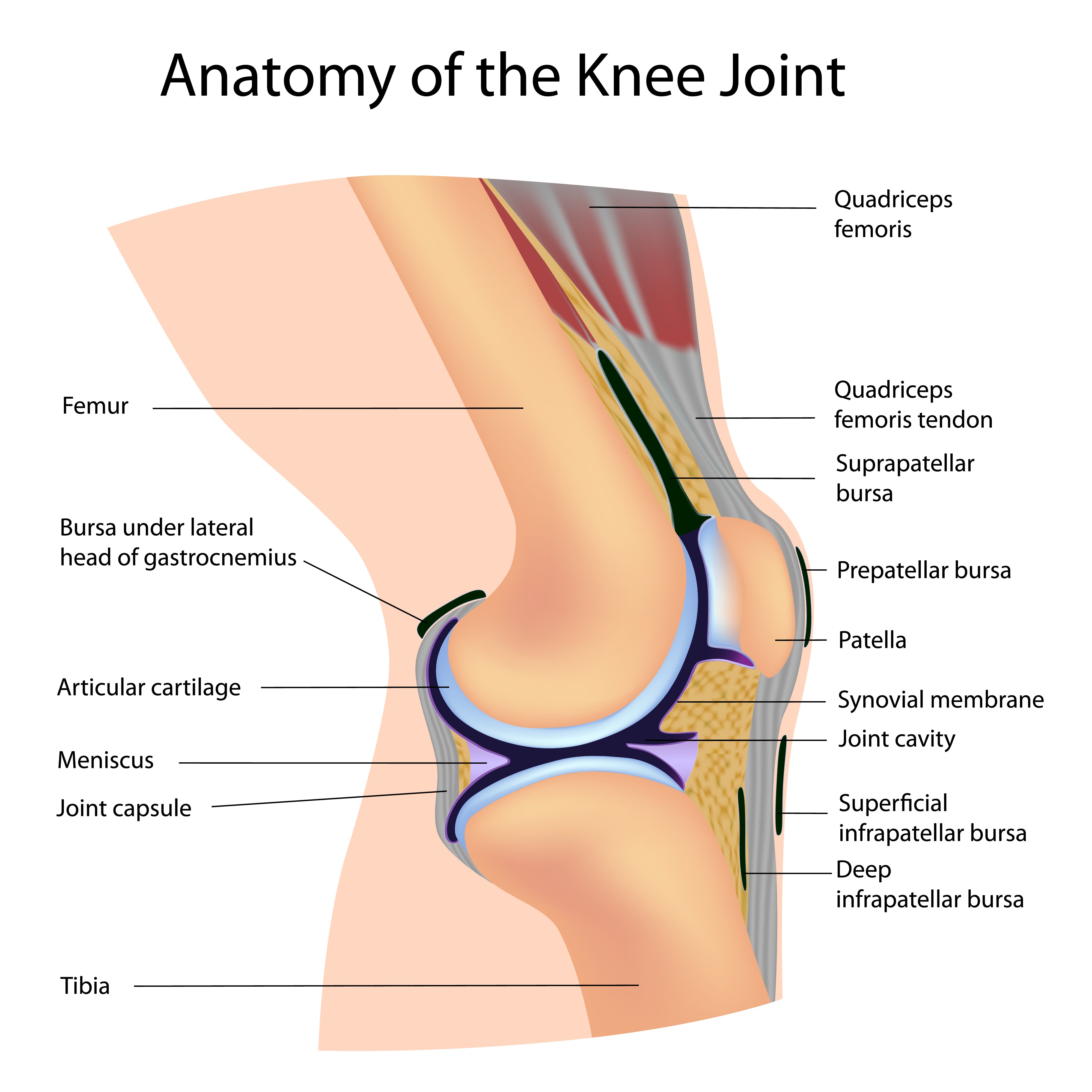 Knee pain: Common causes and when to see a doctor