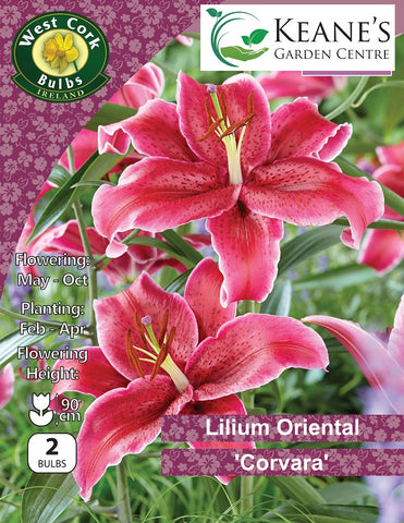 Lilium Oriental 'Corvara'