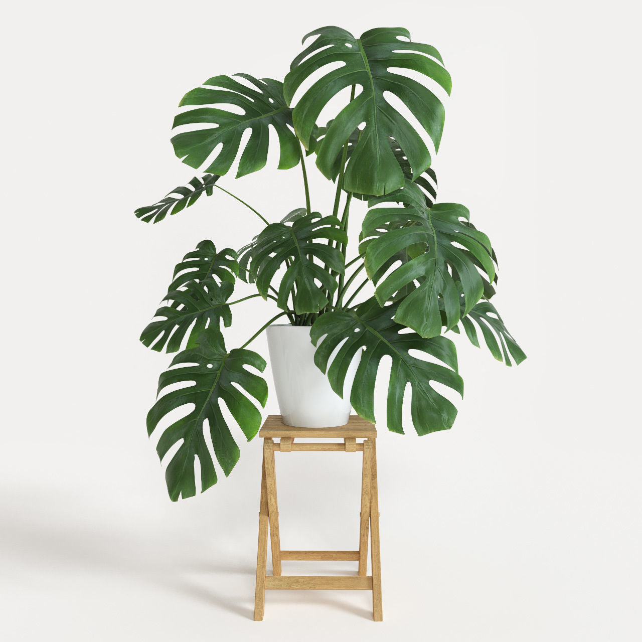 Monstera Deliciosa