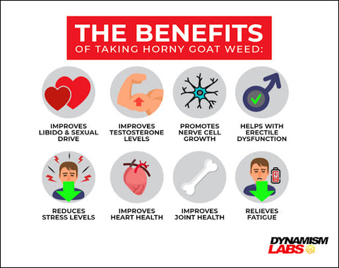 Horny Goat Weed Benefits