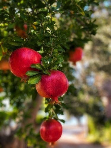 Pomegranates