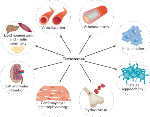 Risks of TRT