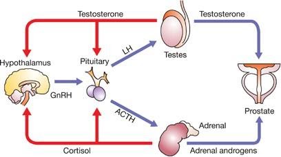 Testosterone Booster