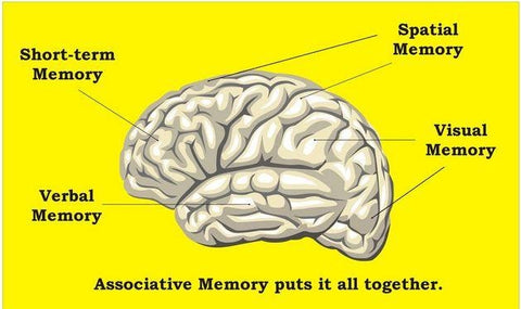 memory booster supplements