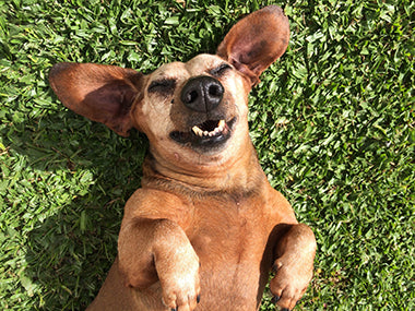 Photo d'un chien heureux