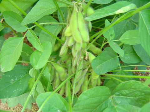 Japanese soybeans