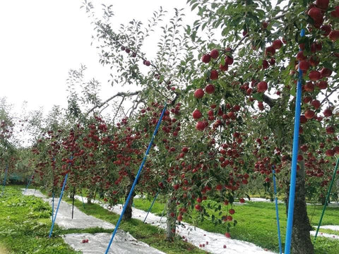 Kazemaru-Nojo Apple Farm