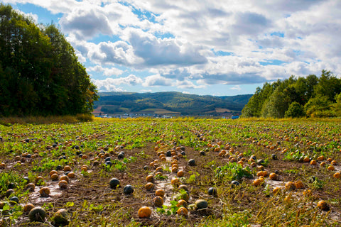 Wassamu Seeds Farm