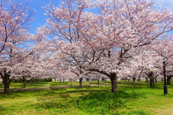 The Seasonal Flowers of Japan