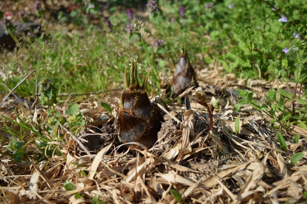 Bamboo Shoots in Japanese Cooking: Takenoko vs. Menma