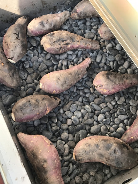 Street Sweets: Japan's Yakiimo (Sweet Potato) Trucks