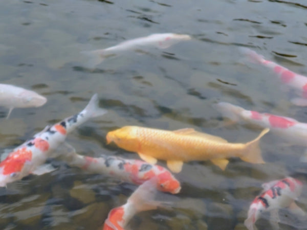 Koi: A Journey from Ancient Ponds to Modern Symbolism