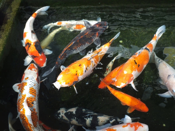 Koi: A Journey from Ancient Ponds to Modern Symbolism