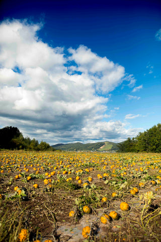 Wassamu Seeds Farm