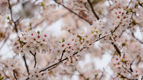 A Tale of Two Petals: Plum Blossoms and Cherry Blossoms - Kokoro Care ...