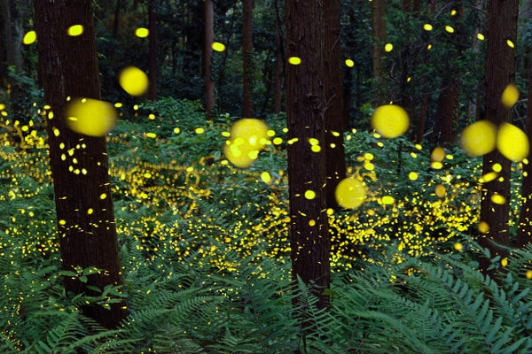 Festivals of Glowing Lights: Japan's Firefly Festivals