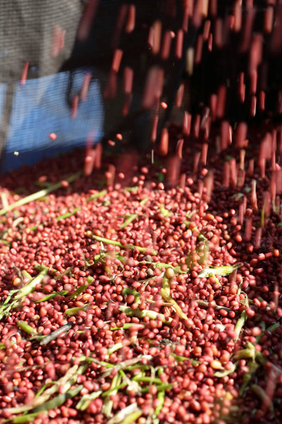 Morita Farm Adzuki Beans