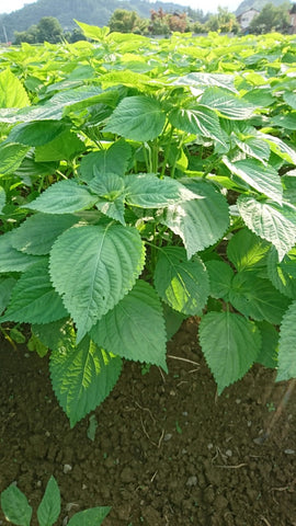 Morishige Perilla Plant