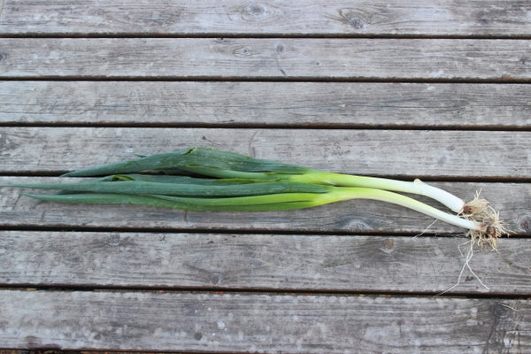 Negi: Is it a spring onion, green onion, scallion or leek?