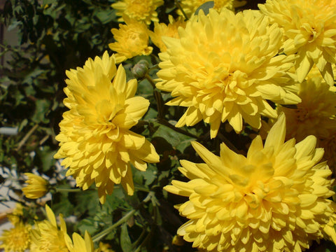 Japanese flowers: Chrysanthemum