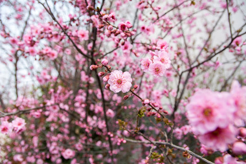 Japanese flowers: Plum Blossoms