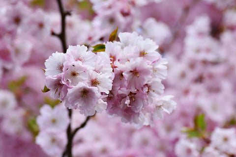 Japanese cherry blossom sakura