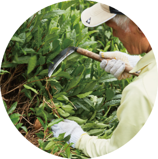 Goishi Tea Harvesting