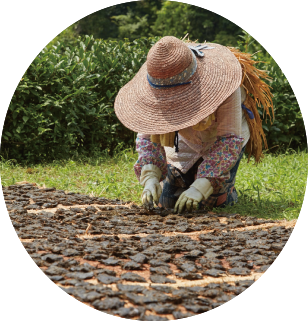 Goishi Tea Drying