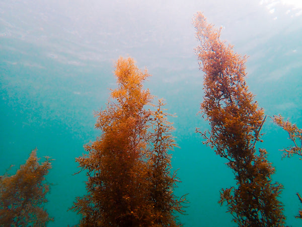 Moshio Magic: The Ancient Seaweed Salt of Awaji Island