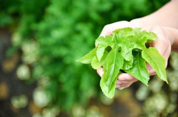 Mulberry leaves