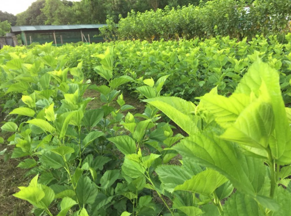 Mulberry leaves