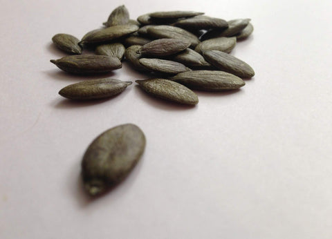 Wassamu Seeds Striped Pepo Pumpkin Seeds