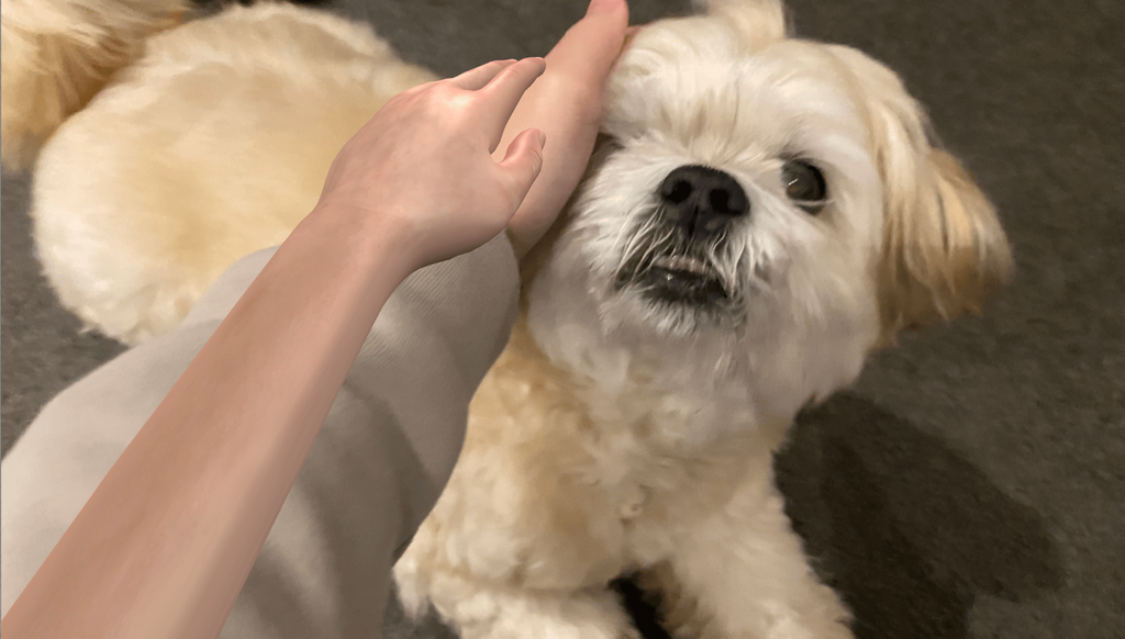 An image of a hand petting a dog with a virtual hand laid over it.