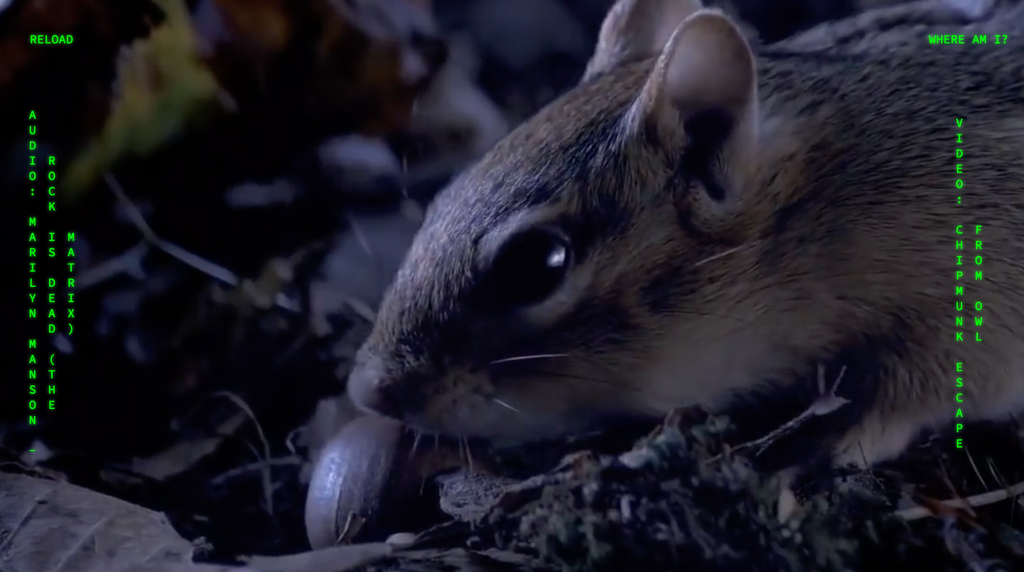 A close-up image of a squirrel's face on the Nature Documentaries and Matrix Soundtrack page. There is green text on the screen displaying which song is playing with which nature video.