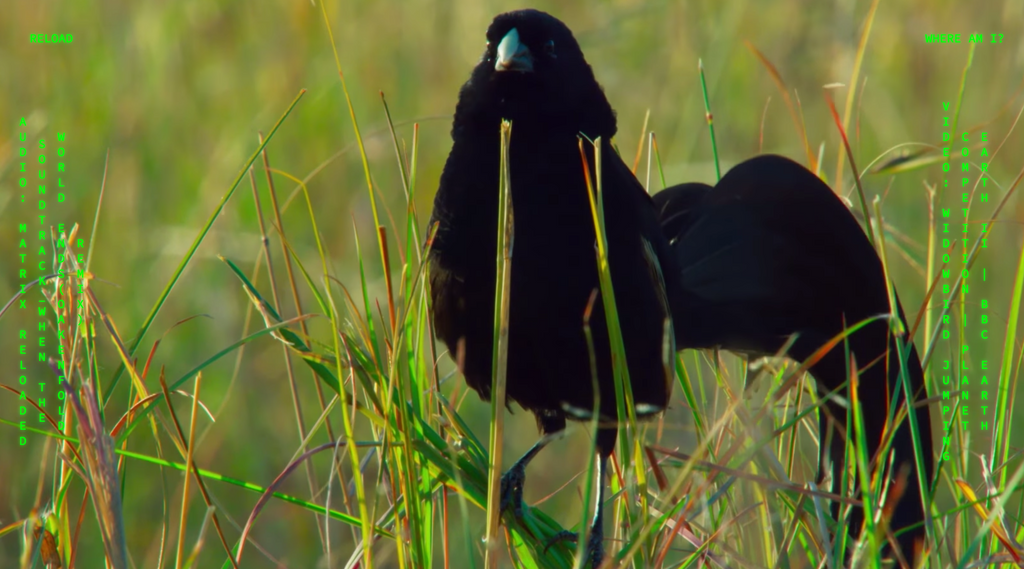 An image of a Widowbird standing on tall grass surrounded by green text displaying which Matrix song is playing with which nature video.