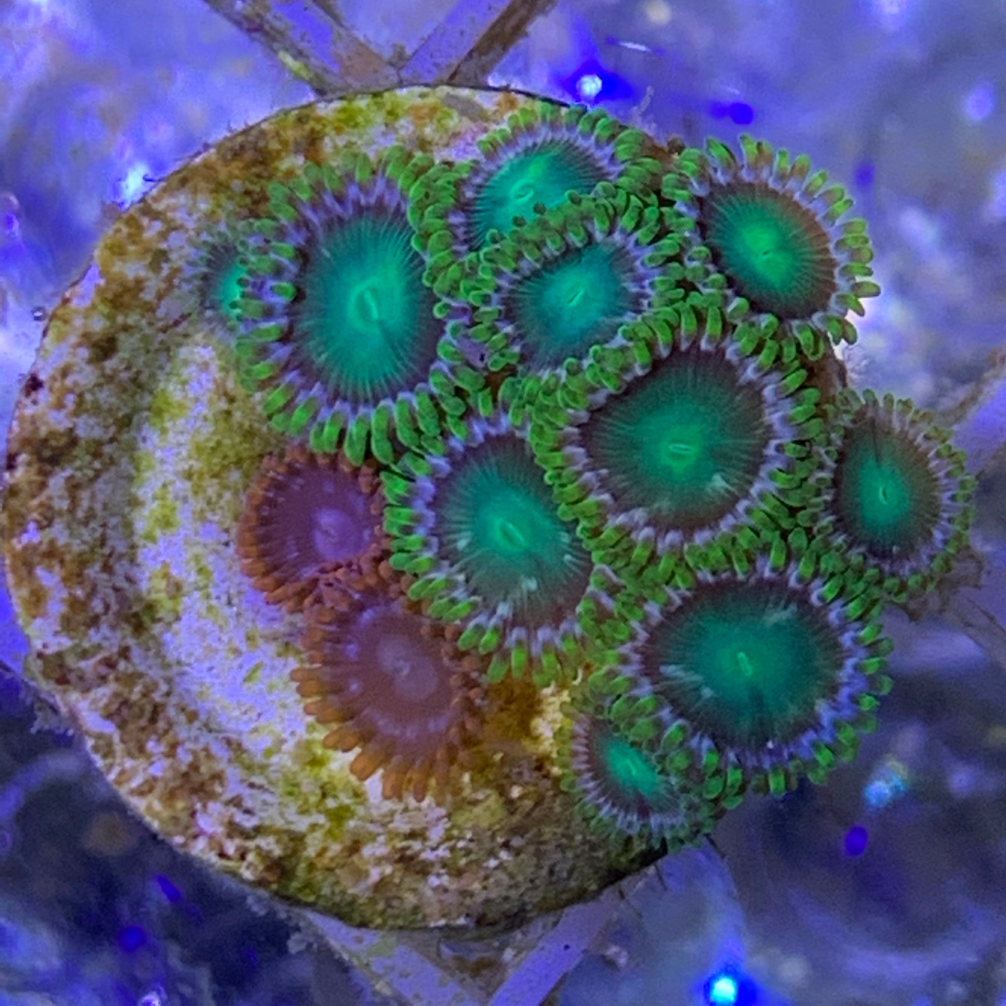 Zoa frag – thecoralcentre