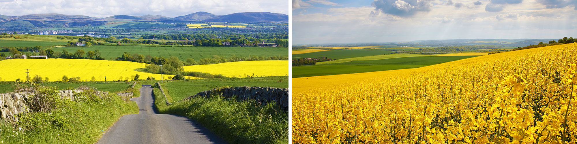 Fine Art Photography Prints of Canola Fields - Satellite Images of Earth - Point Two Design