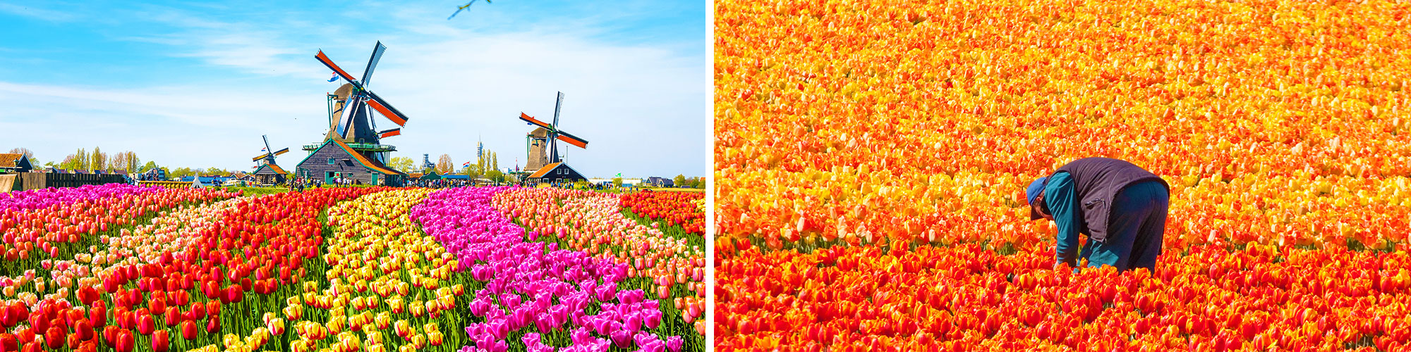 Fine Art Photography Prints of Dutch Tulips - Satellite Images of Earth - Point Two Design