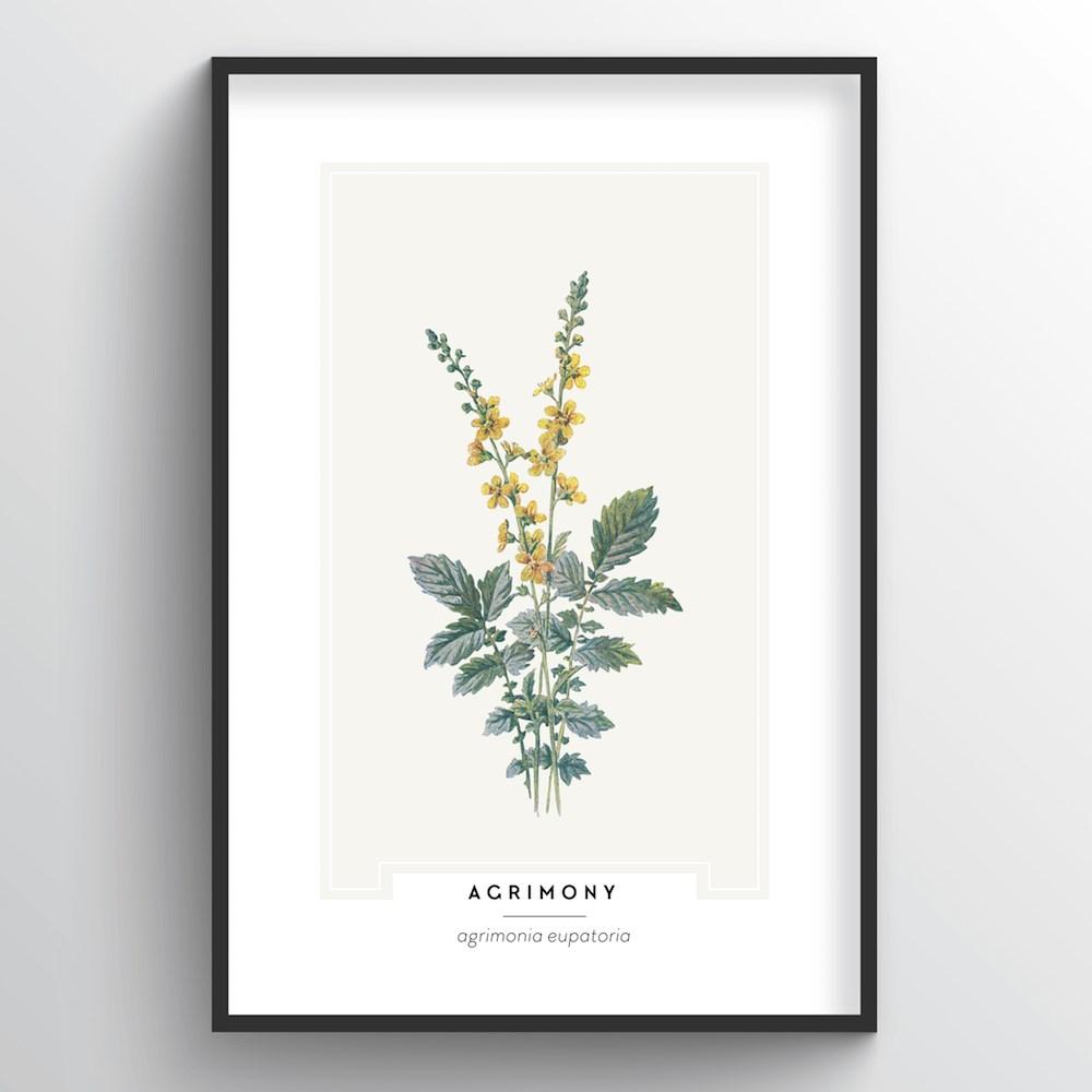 antique botanical drawings