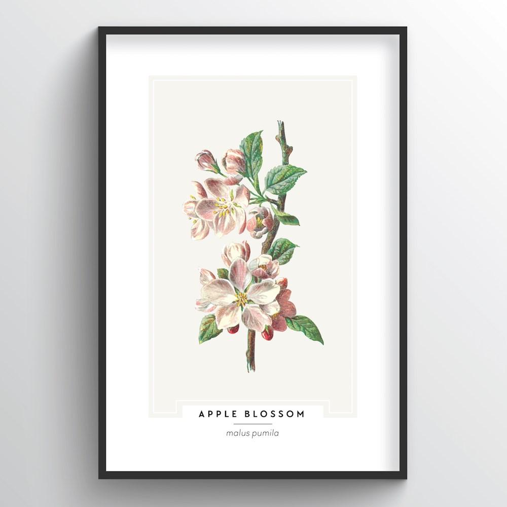 Apple Blossom Botanical Art Prints Vintage Inspired Point Two Design