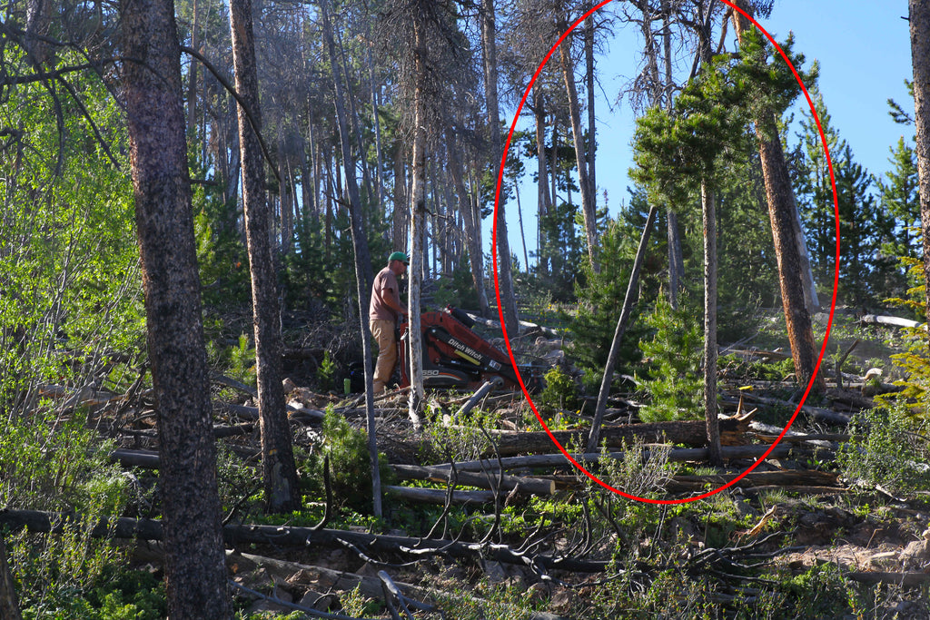 dead fallen tree snagged on a standing live tree over a trail