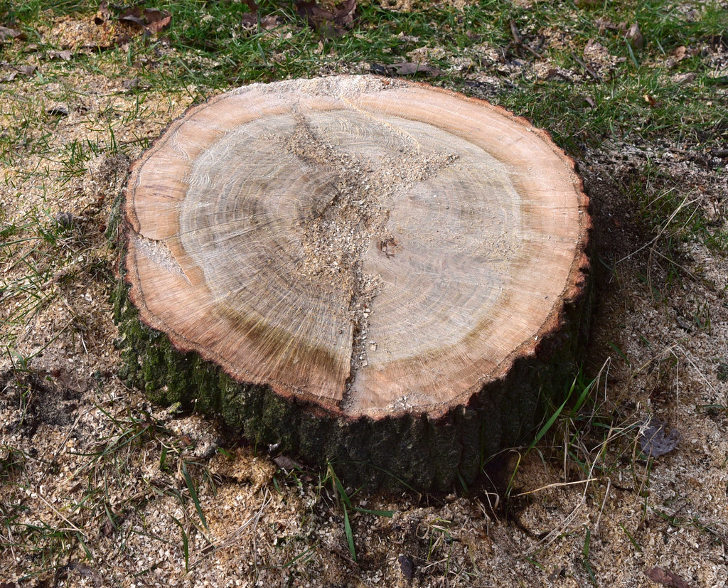 stump flush cut to the ground outside of the trail corridor